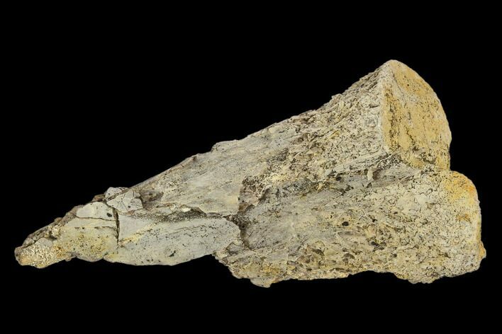 Fossil Pterosaur (Pteranodon) Phalange Section- Kansas #115222